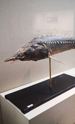 35体育直播宣布成为AC米兰官方合作